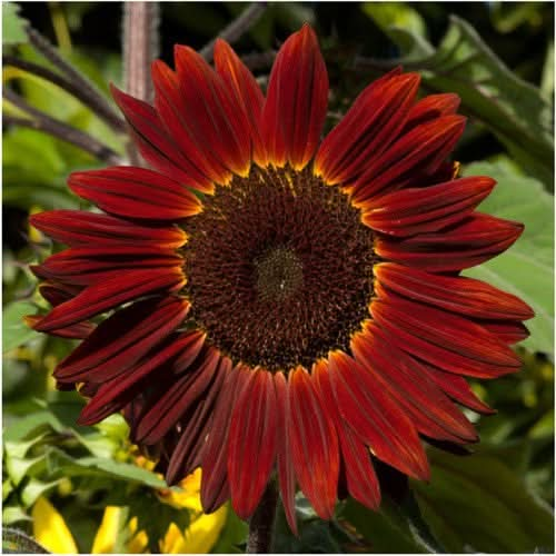 moulin rouge sunflower seeds for planting