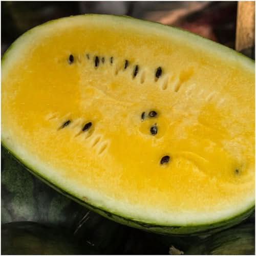 Mountain Sweet Yellow Watermelon Seeds For Planting (Citrullus lanatus)