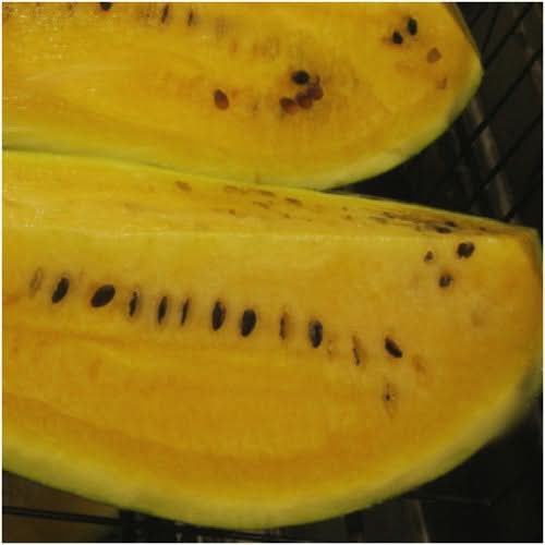 Mountain Sweet Yellow Watermelon Seeds For Planting (Citrullus lanatus)