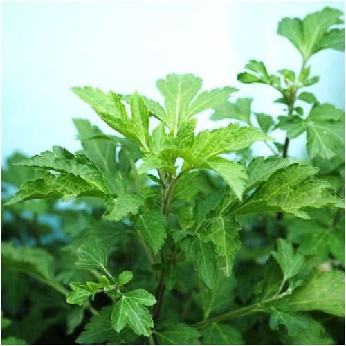 Mugwort / Common Wormwood Seeds For Planting (Artemisia vulgaris)