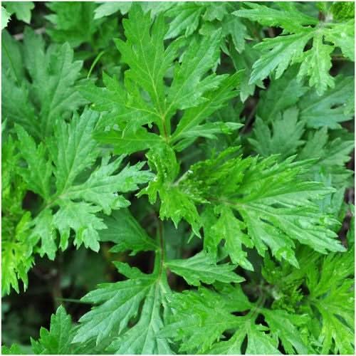 Mugwort / Common Wormwood Seeds For Planting (Artemisia vulgaris)