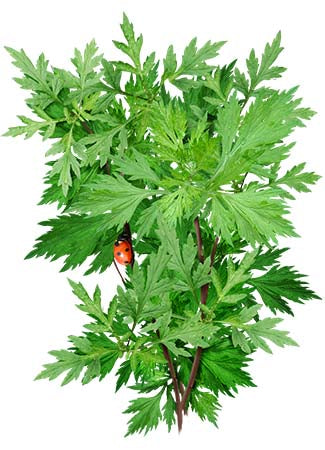 Mugwort / Common Wormwood Seeds For Planting (Artemisia vulgaris)