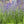 munstead lavender seeds for planting