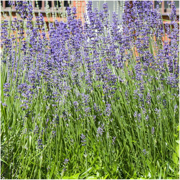 Lavender Seed Collection
