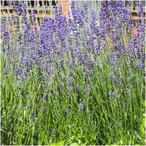 Munstead Lavender Seeds For Planting (Lavandula angustifolia)