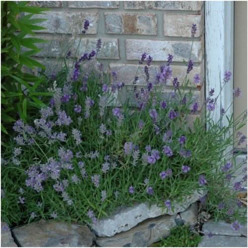 growing lavender munstead from seed Munstead Lavender Seeds For Planting (Lavandula angustifolia) Seed Needs – Seed Needs LLC