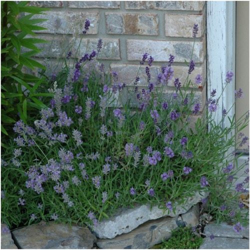 Munstead Lavender Seeds For Planting (Lavandula angustifolia)