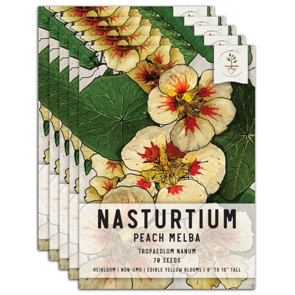 Peach Melba Nasturtium Seeds For Planting (Tropaeolum nanum)