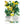 Canary Creeper Nasturtium Seeds For Planting (Tropaeolum peregrinum)