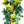 Canary Creeper Nasturtium Seeds For Planting (Tropaeolum peregrinum)