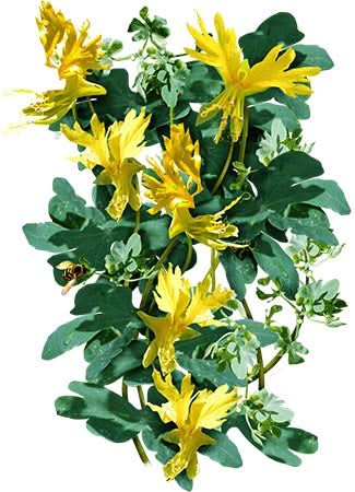 Canary Creeper Nasturtium Seeds For Planting (Tropaeolum peregrinum)
