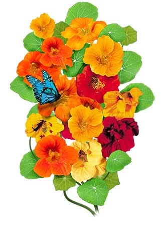 Jewel Mixture Nasturtium Seeds For Planting (Tropaeolum nanum)