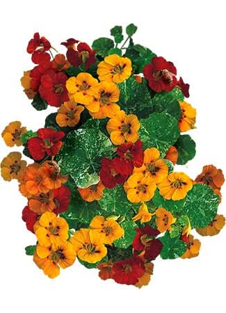Tom Thumb Nasturtium Seeds For Planting (Tropaeolum nanum)