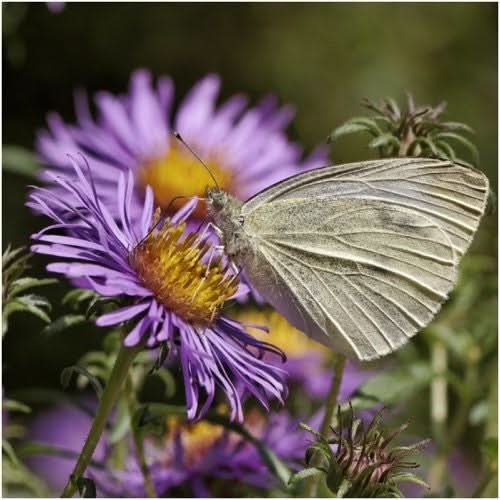 New England Aster Seeds For Planting (Aster novae-angliae)