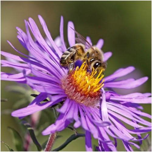 New England Aster Seeds For Planting (Aster novae-angliae)