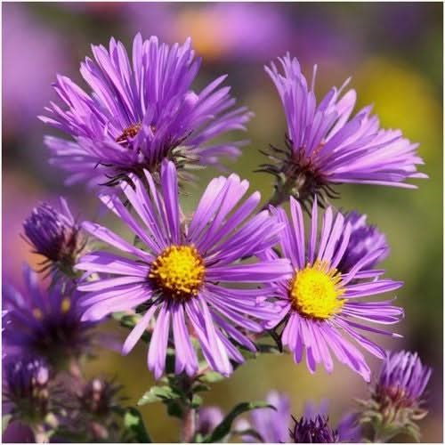 New England Aster