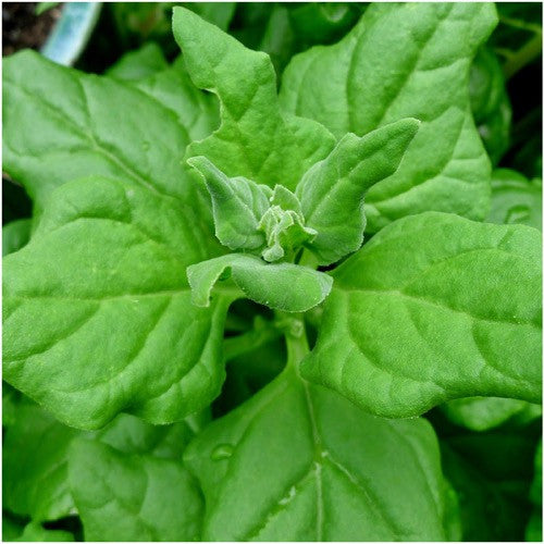 New Zealand Spinach Seeds For Planting (Tetragonia tetragonioides)