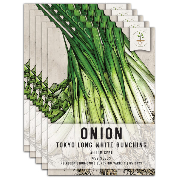 Tokyo Long White Bunching Onion (Allium cepa)