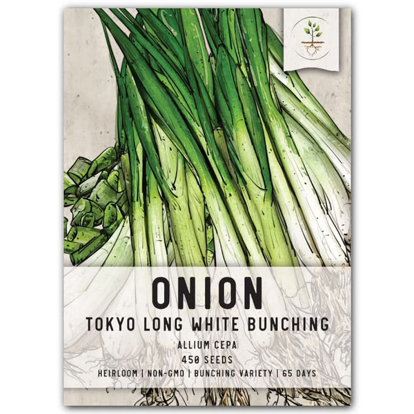 Tokyo Long White Bunching Onion (Allium cepa)