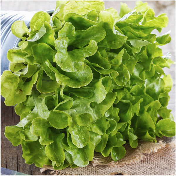 Oakleaf Lettuce Seeds For Planting (Lactuca sativa)