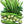 Clemson Spineless Okra Seeds For Planting (Abelmoscgus esculentus)
