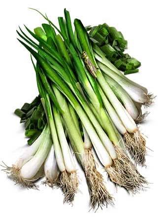 Tokyo Long White Bunching Onion (Allium cepa)
