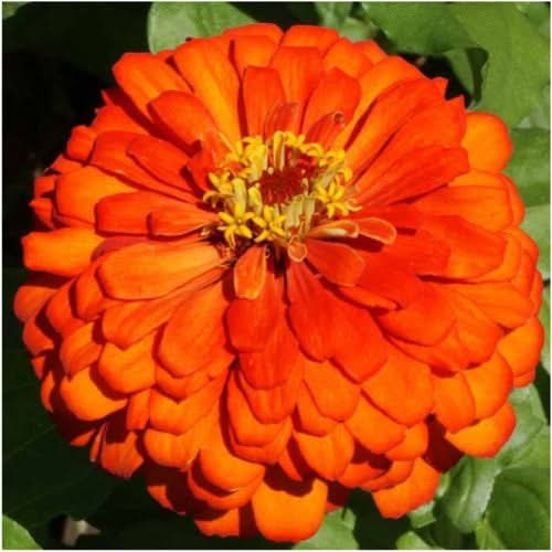 orange king zinnia