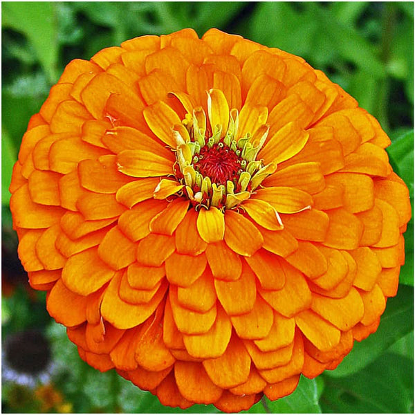 Zinnia Seed Packet Collection