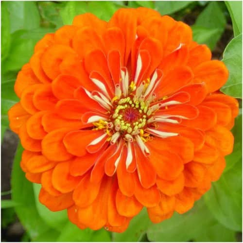 orange king zinnia