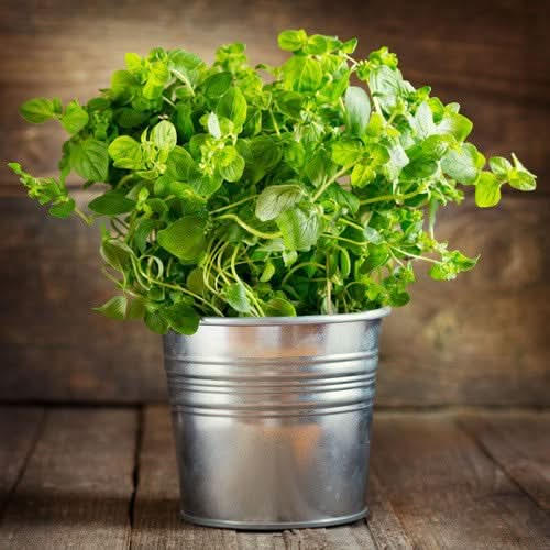 italian oregano