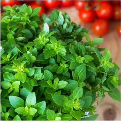 italian oregano