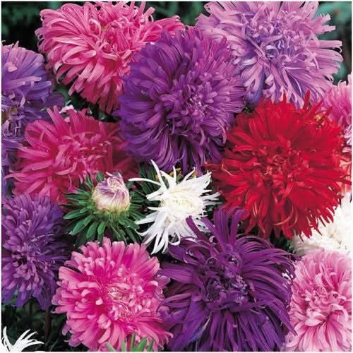 Ostrich Feather China Aster Seeds For Planting (Callistephus chinensis)