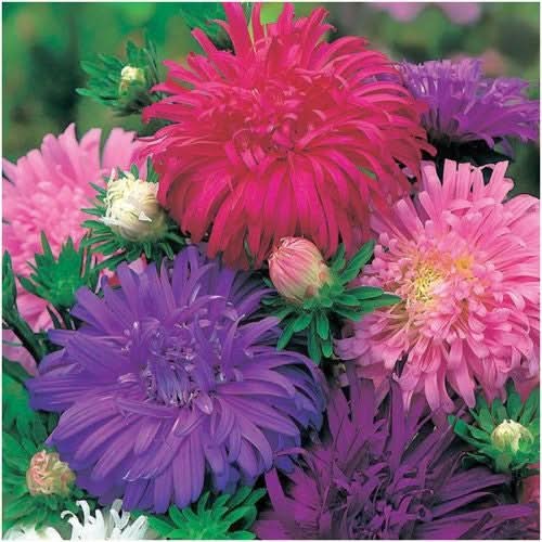 Ostrich Feather China Aster Seeds For Planting (Callistephus chinensis)