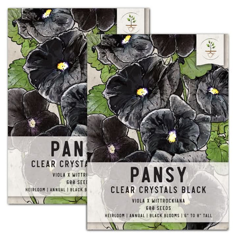 Black Pansy Seeds For Planting 