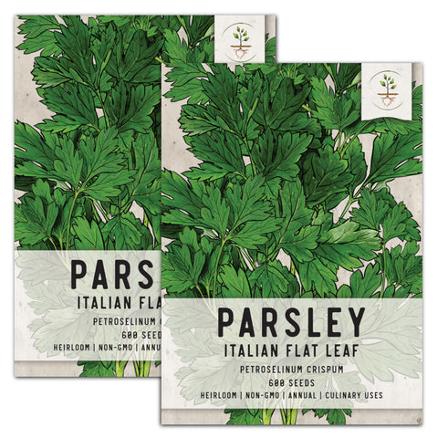 Italian Flat Leaf Parsley Seeds For Planting (Petroselinum crispum)