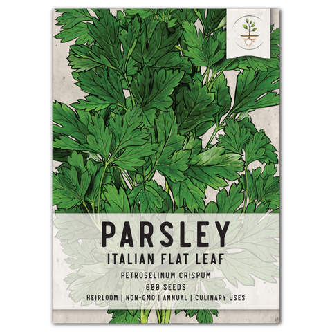 Italian Flat Leaf Parsley Seeds For Planting (Petroselinum crispum)