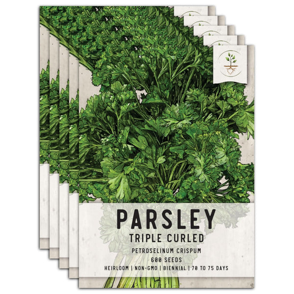 Triple Curled Parsley Seeds For Planting (Petroselinum crispum)