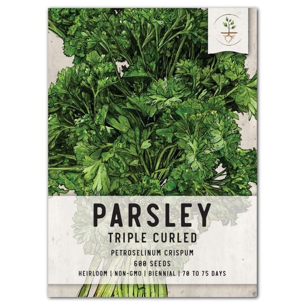 Triple Curled Parsley Seeds For Planting (Petroselinum crispum)
