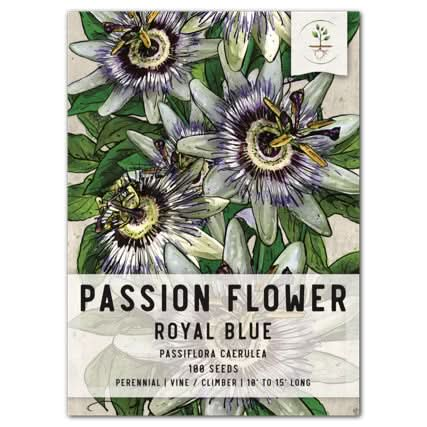 royal blue passion passiflora seeds for planting