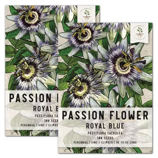 royal blue passion passiflora seeds for planting