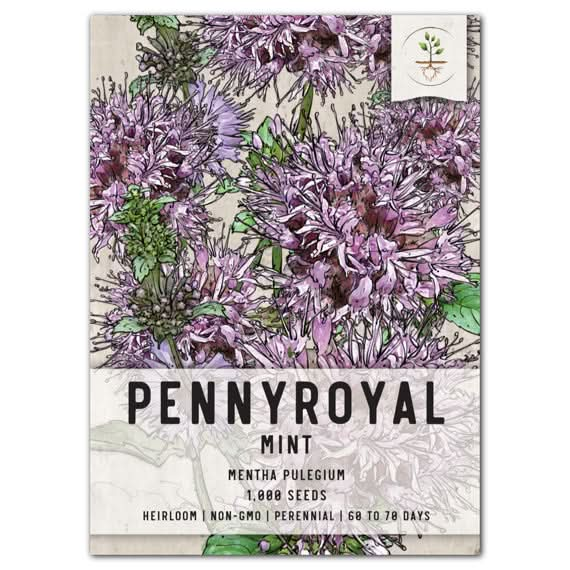 pennyroyal mint seeds for planting