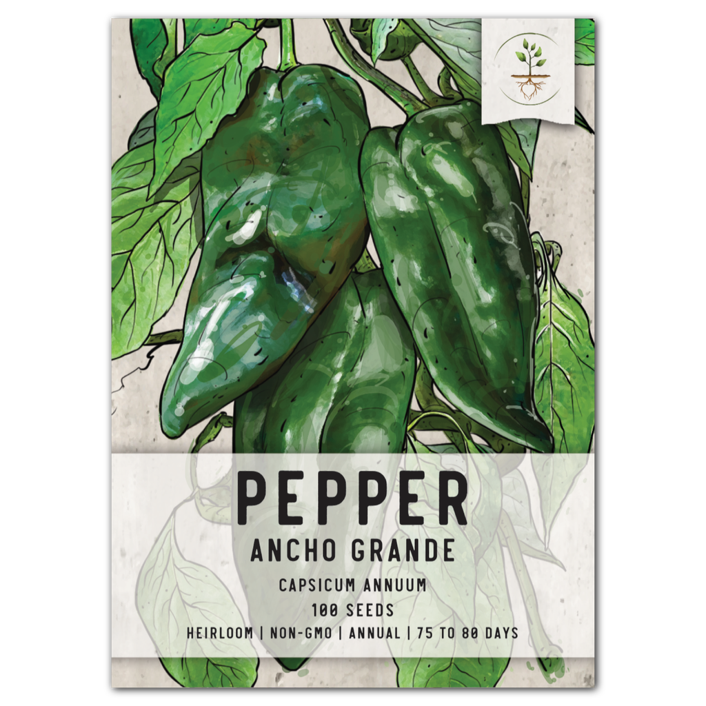 Ancho Grande Chili Pepper Seeds For Planting (Capsicum annuum)