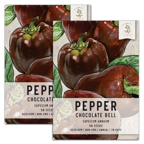 Chocolate Bell Pepper Seeds For Planting (Capsicum annuum)