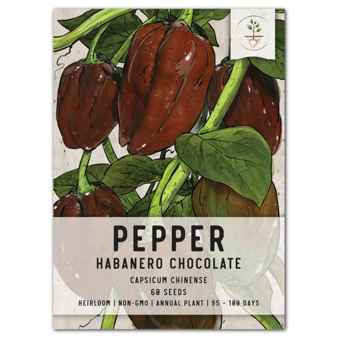 Chocolate Habanero Pepper Seeds For Planting (Capsicum Chinense)