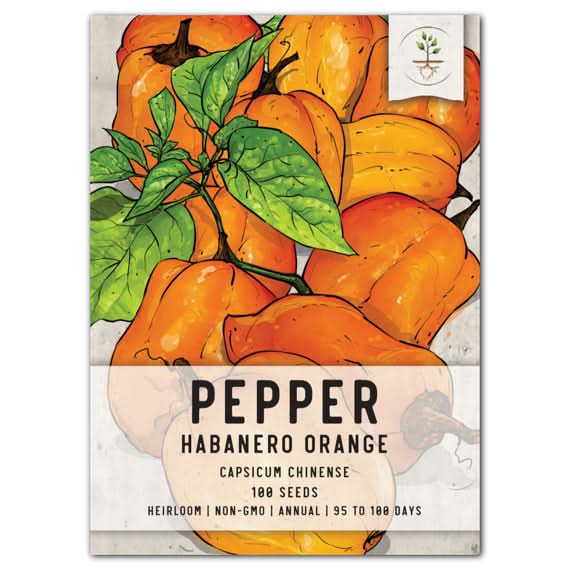 Orange Habanero Pepper Seeds For Planting (Capsicum chinense)