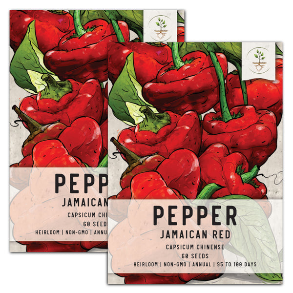 Red Jamaican Hot Pepper Seeds For Planting (Capsicum chinense)