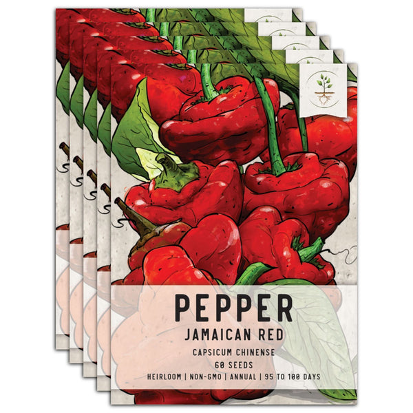 Red Jamaican Hot Pepper Seeds For Planting (Capsicum chinense)