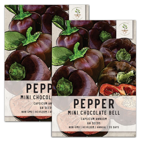 planting capsicum seeds Mini Chocolate Bell Pepper Seeds For Planting