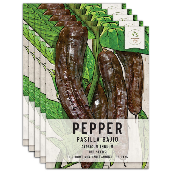 Pasilla Bajio Hot Pepper Seeds For Planting (Capsicum annuum)