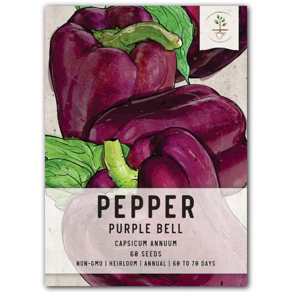 PURPLE BEAUTY BELL PEPPER SEEDS FOR PLANTING